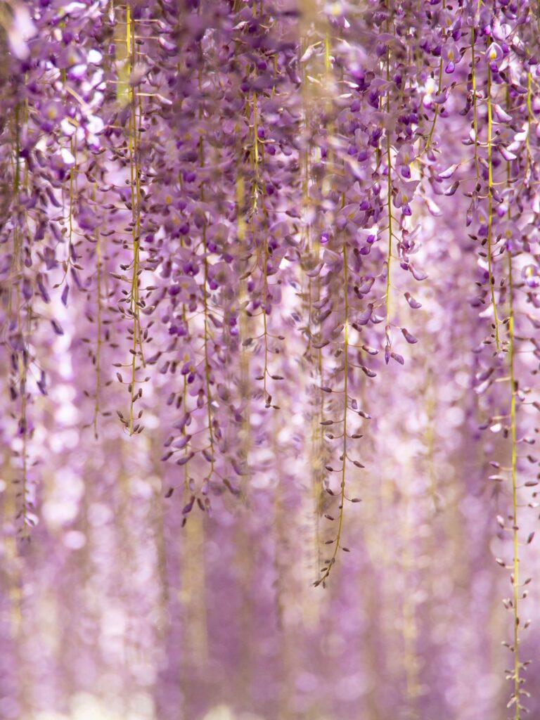 Discover the Magic of Purple: Transform Your Phone with Elegant Wallpapers