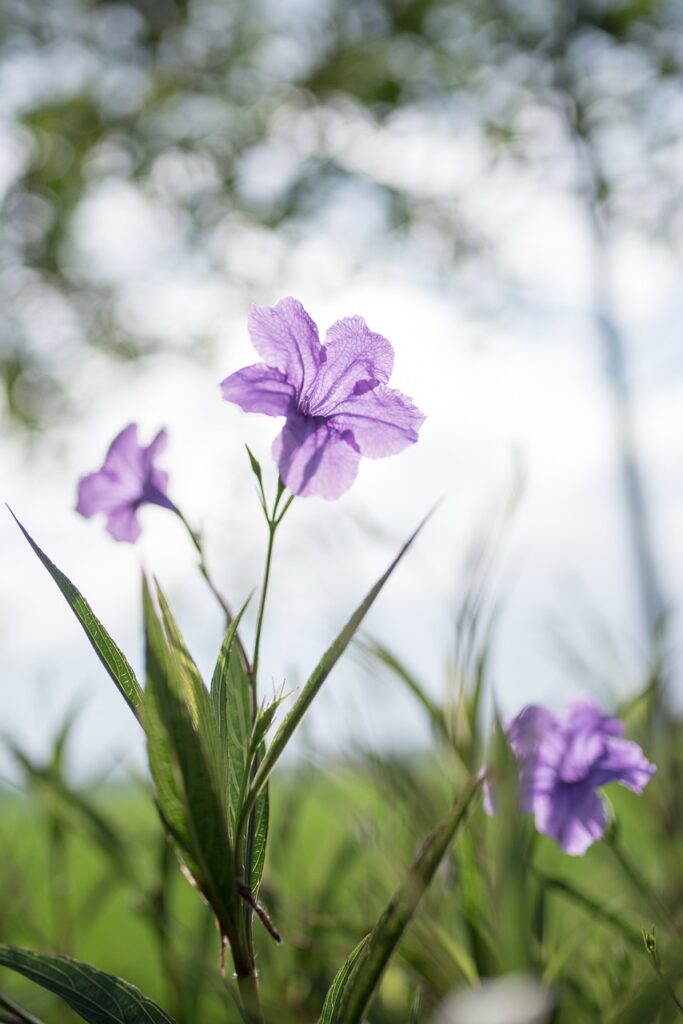 Discover the Magic of Purple: Transform Your Phone with Elegant Wallpapers