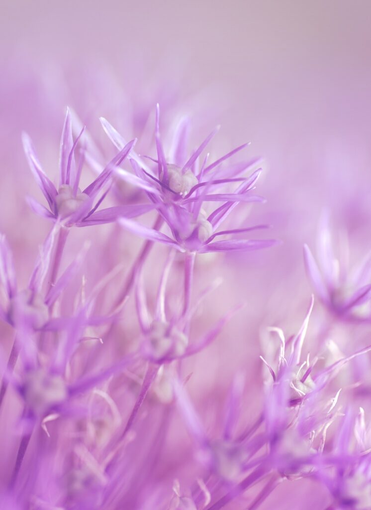 Discover the Magic of Purple: Transform Your Phone with Elegant Wallpapers