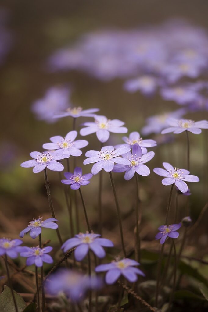 Discover the Magic of Purple: Transform Your Phone with Elegant Wallpapers