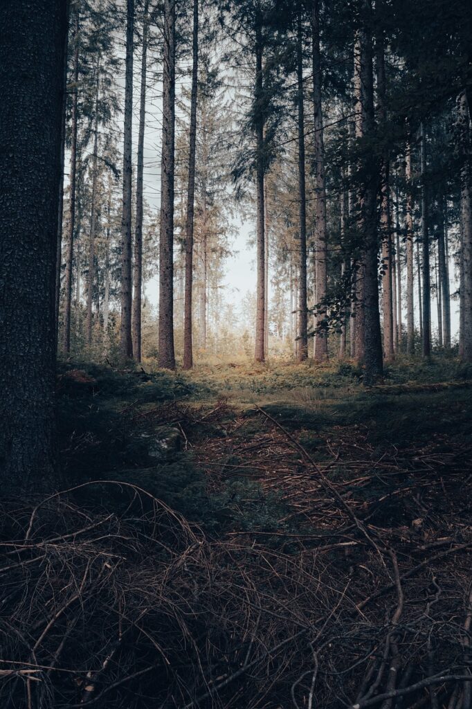 Embracing Nature: The Beauty of Forest-Themed Phone Wallpapers