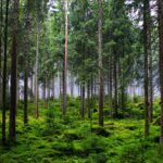 Embracing Nature: The Beauty of Forest-Themed Phone Wallpapers