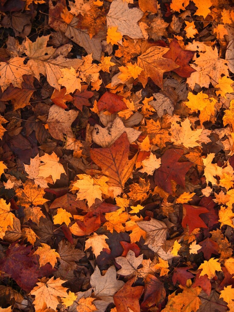 Embracing Autumn: The Beauty of Seasonal Wallpapers for Your Phone