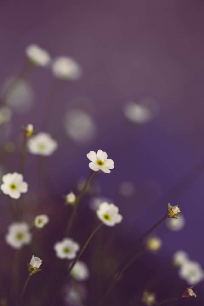 The Serenity of Nature Backgrounds: A Journey into Tranquility 