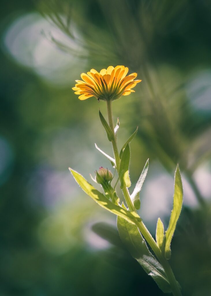 The Serenity of Nature Backgrounds: A Journey into Tranquility 