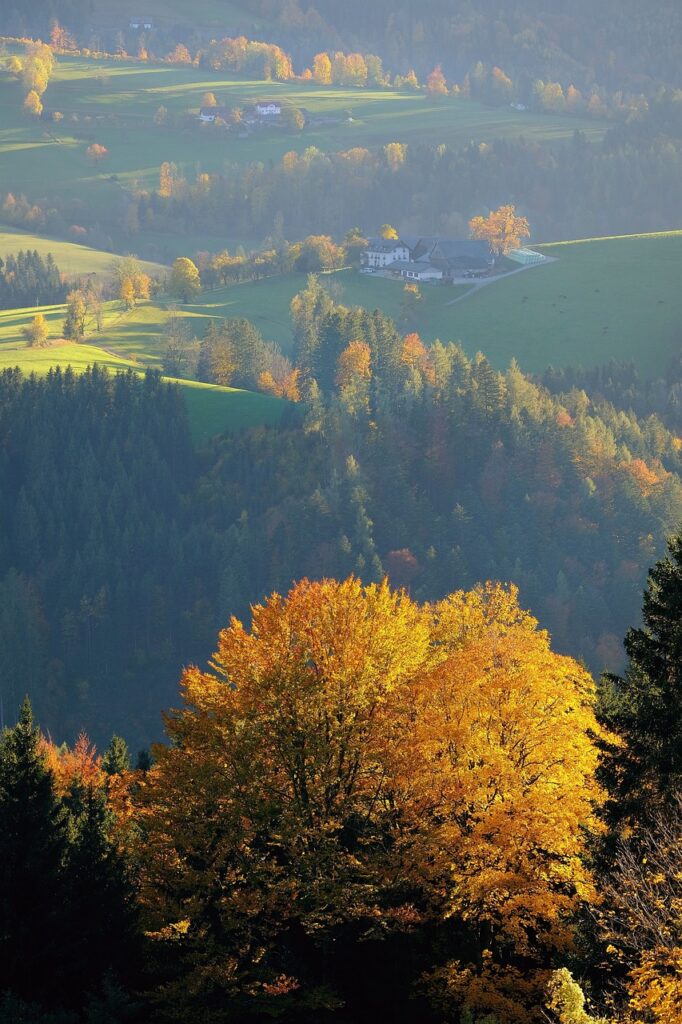 Embracing Autumn: The Beauty of Seasonal Wallpapers for Your Phone