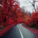 Embracing Autumn: The Beauty of Seasonal Wallpapers for Your Phone