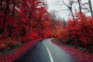 Embracing Autumn: The Beauty of Seasonal Wallpapers for Your Phone